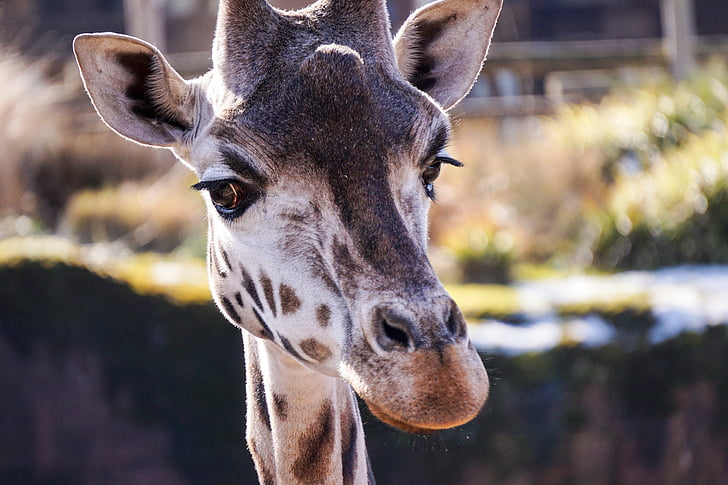 giraffa, Zoo di, Paesi Bassi, collo, animale, animale selvatico, natura