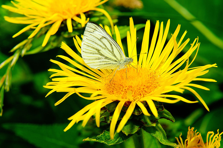animal, insecte, papillon, blanc, Pieris brassicae, assis sur une fleur, jaune