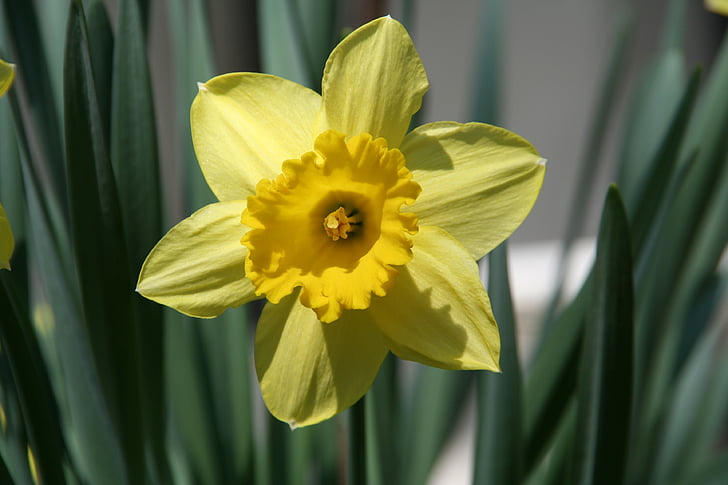 flor, primavera, natura, groc