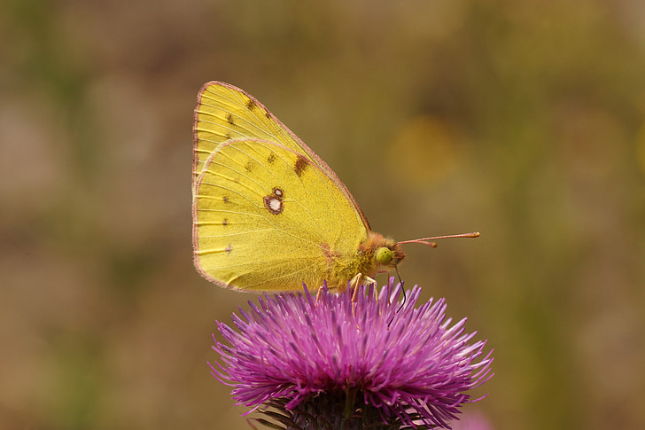 butterfly, golden eight, nature, insect, color, meadow