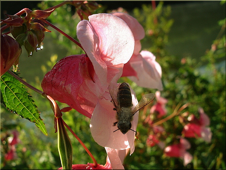 Blossom, mekar, Tutup, lebah, serangga, musim panas alam, merah merah muda