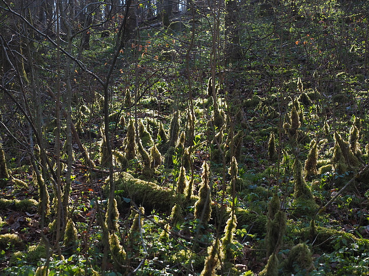 forest, back light, moss, bemoost, forest floor, moss growth, fouling