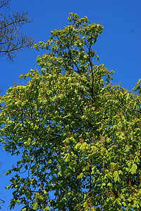 chestnut, spring, tree, chestnut tree, green, flowers, leaves