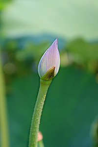Lotus bud, Lotus, bloem, plant, Bloom, aquatische, Blossom