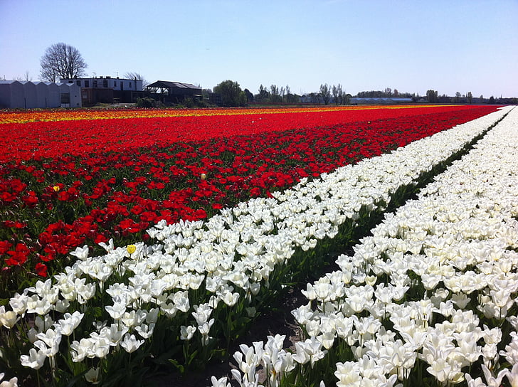 pole, tulipány, kvety, Holandsko, jar, vonku, Holandsko
