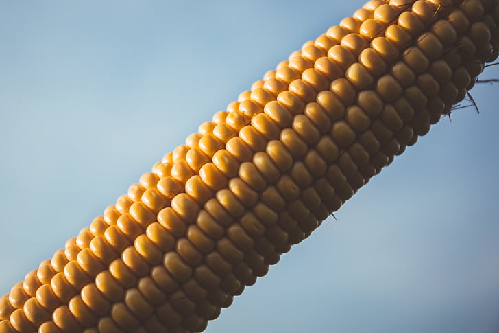 close-up, cob, color, corn, corn cob, food, yellow