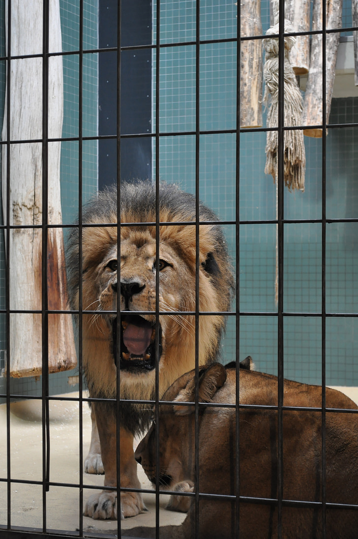 lion, zoo, caged, wildlife, roar, mane, berlin