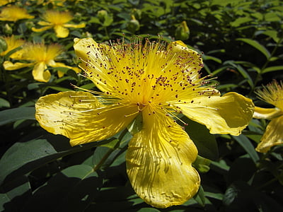 yellow, petaled, green, leaves, daytime, garden, Cup