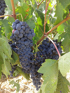 vīnogas, vīnogu ķekars, Parra, celms, Rivera del duero, vīna dārzu, vīnogulāju