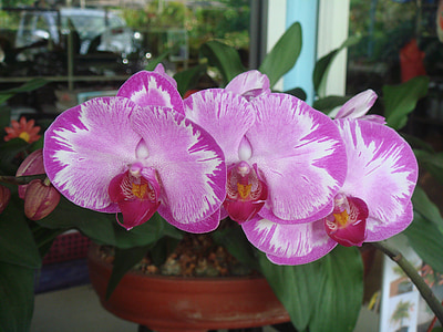 Orchid, blomstermotiver, plante, naturlige, Blossom, Bloom, PETAL