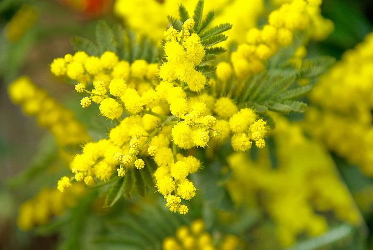 Mimosa, jaro, žlutý květ, Příroda, žlutá, závod, květ