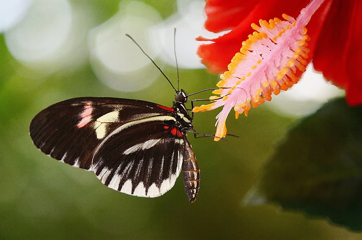 czarny, biały, zwierzęta, piękno, Natura, Papilio rumanzovia, Motyl