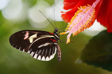 černá, bílá, zvířata, Krása, Příroda, Papilio rumanzovia, motýl