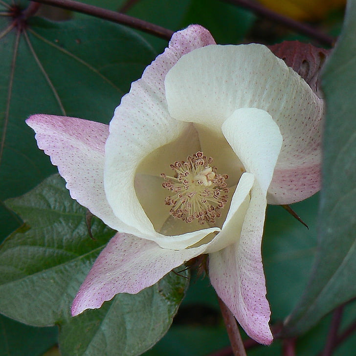blossom, flower, cotton, cream, pink, close-up, nature