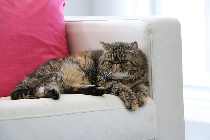 cat, exotic shorthair, couch, tabby, pet, spca