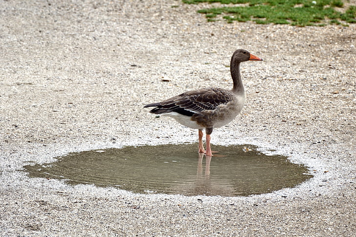 greylag goose, goose, bird, animal, duck bird, migratory bird, wild goose