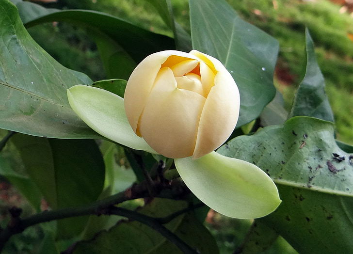 Magnolia, fleur, Blossom, plante, magnolia de l’oeuf, lui champa, oothambal