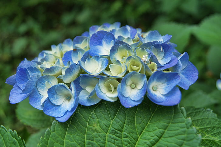 hortenzije, modra, cvet, rastlin, narave, poletje, cvetlični