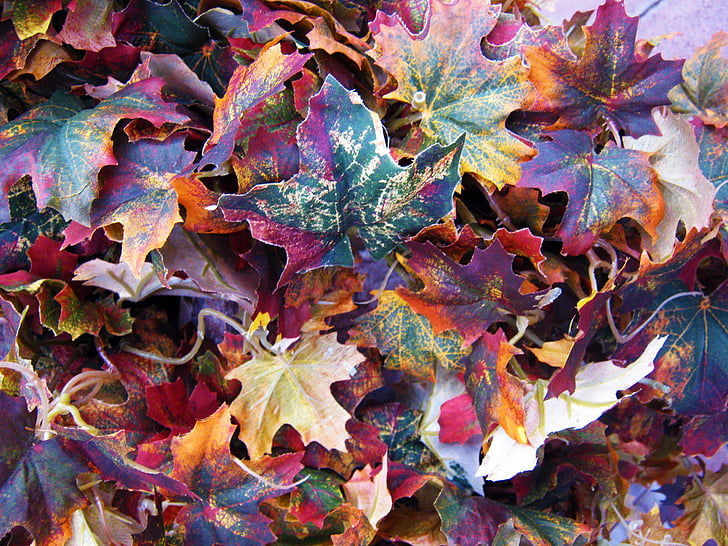 blade, Ahornblade, ahorn, farverige, efterår, farve, blad