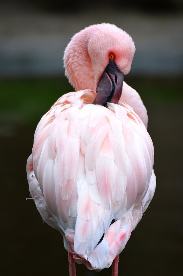 Flamingo, pembe, hayvan, kuş