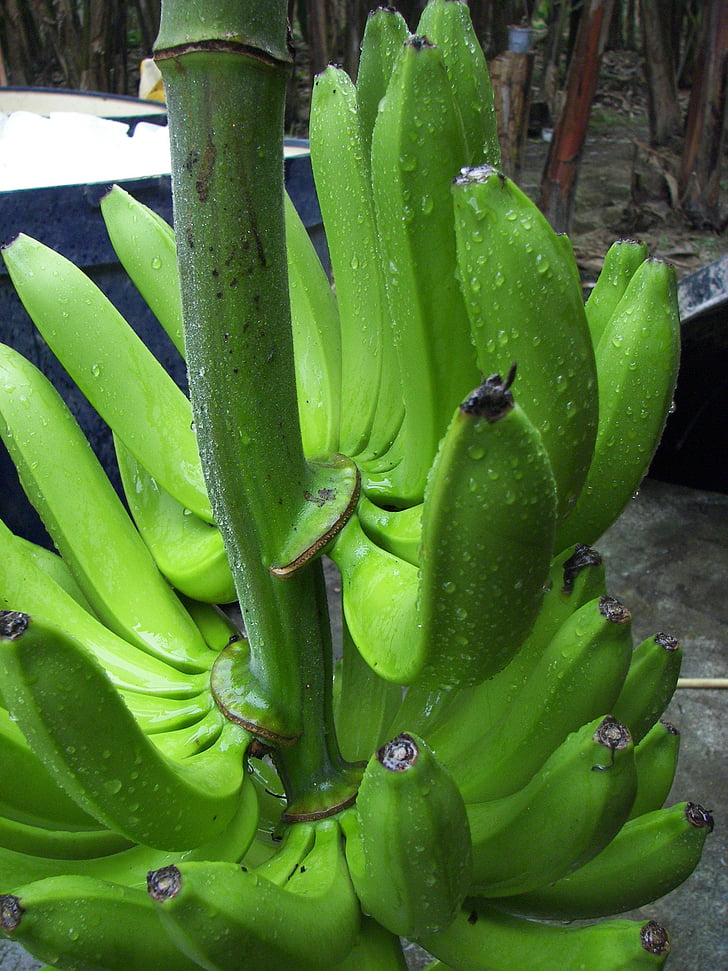 banana grm, sorte Cavendish, Bio, Ekvador, žetev
