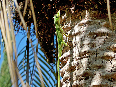 roheline sisalik, Palmipuu, loodus