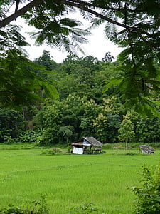 Тика лес, Лампанг, Таиланд
