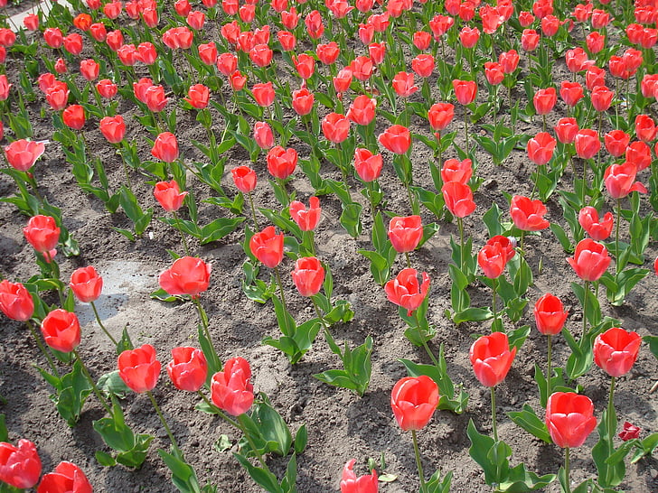 tulpės, Olandijoje, Olandų, tulpių laukai, tulpių laukas, tulpenbluete, suklestėjo