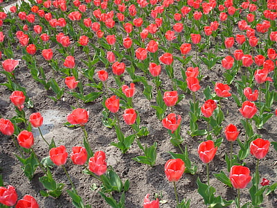 tulipány, Nizozemsko, Holandština, pole s tulipány, Tulipán pole, tulpenbluete, rozkvetl