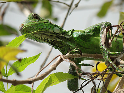 animal, rèptil, Iguana verda, vida silvestre, llangardaix, salvatge, tropical
