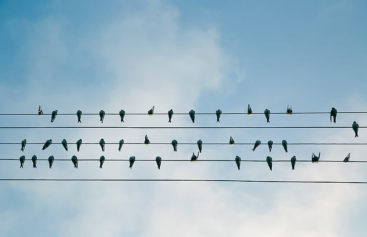 ramat, negre, ocells, ocell, cable elèctric, sobre un fil, en una fila
