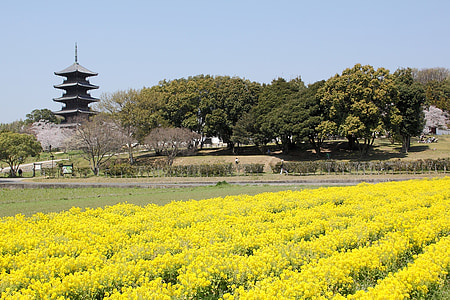 吉備, 岡山, 菜の花, 五重塔します。, 日本の景色, k, 寺