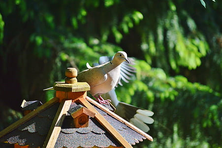 Dove, lintu, Bahianjokihaukka, Luonto, kaupungin kyyhkynen, siipikarjan, siipi