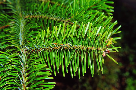 fir, pine needles, periwinkle, winter, tannenzweig, branch, nature