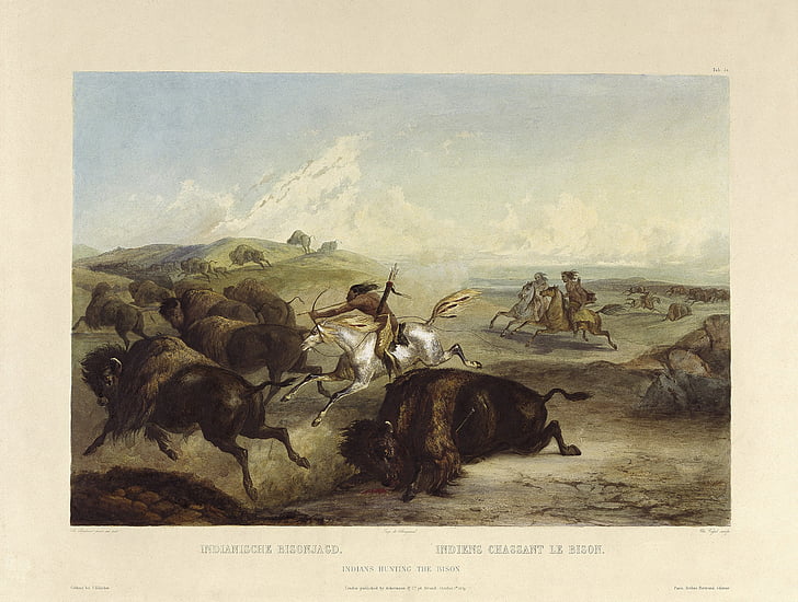 indians, hunts, buffalo, bison, bueffeljagt, bisonjagt, bow and arrow