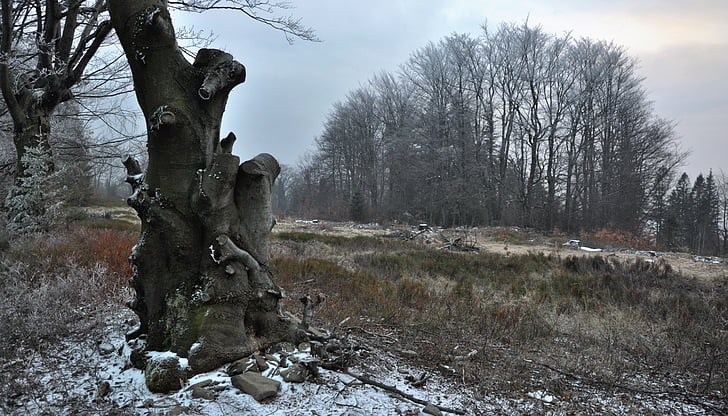 árvore, árvore solitária, floresta, caminho, Beskides, Magura wilkowicka, Inverno