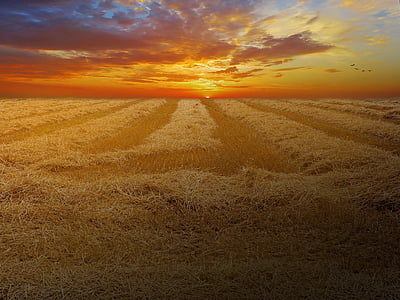 ladang gandum, ladang jagung, sereal, bidang, alam, pemandangan, matahari terbenam