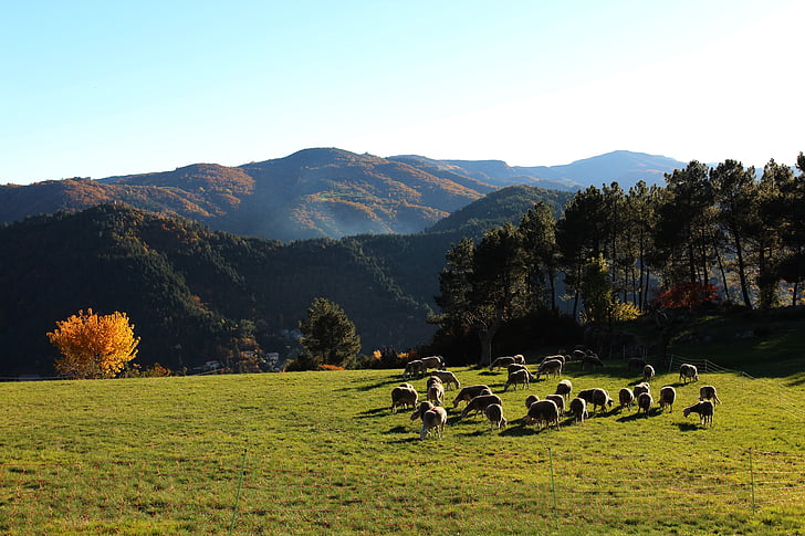 avių, rudenį, kalnų, prerijų, kraštovaizdžio, vasaros, ganyklos