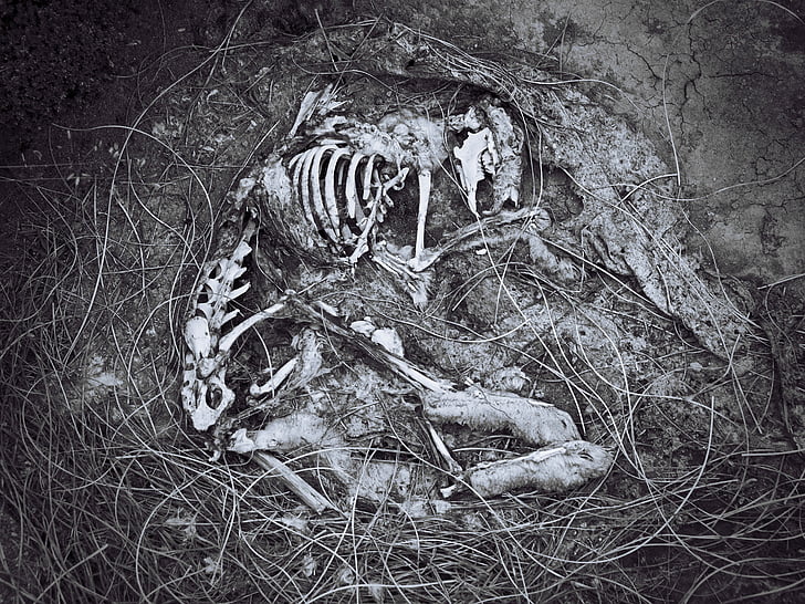 ζώο, παραμένει, γκρι, κλίμακα, φωτογραφία, μαύρο και άσπρο, σκελετός