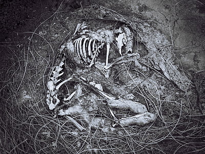 dier, blijft, grijs, schaal, foto, zwart-wit, skelet