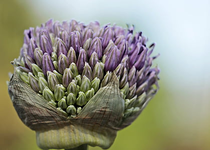 ornamental onion, allium, flower, blossom, bloom, purple, spring