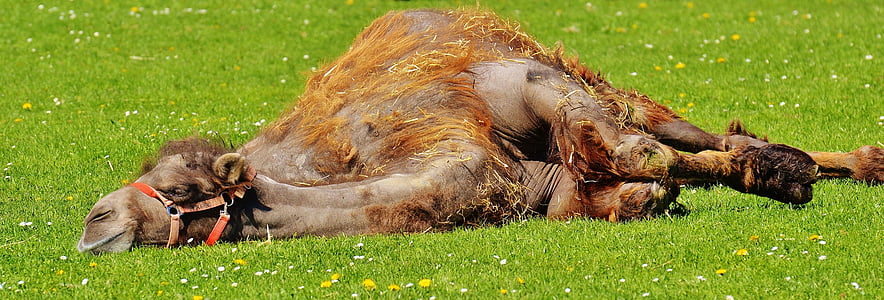 camel, relax, lazing around, sun, meadow, peaceful, lying