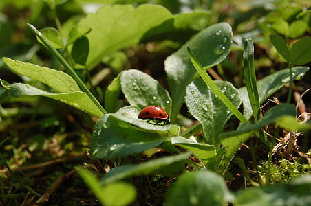 Ladybug, grønn, hage, natur, våren, insekt, grønn farge