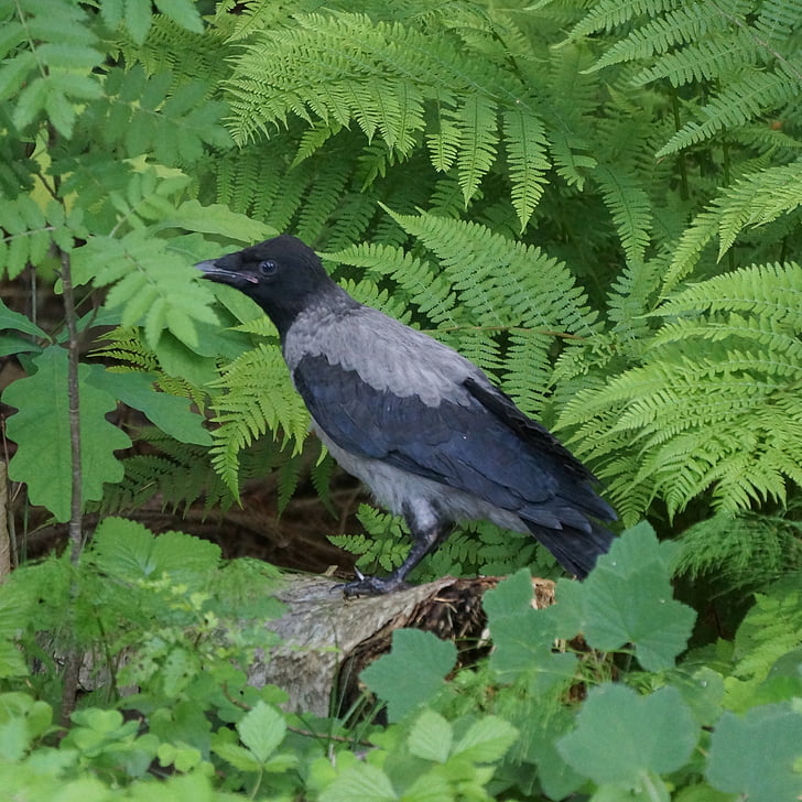 Crow, Corvus corone cornix, fugl, natur, dyr, Wildlife