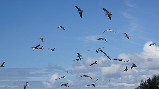 aves, o, mar, gaivotas, Bonaventure, Colômbia