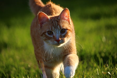 cat, kitten, red mackerel tabby, red cat, young cat, domestic cat, cat baby