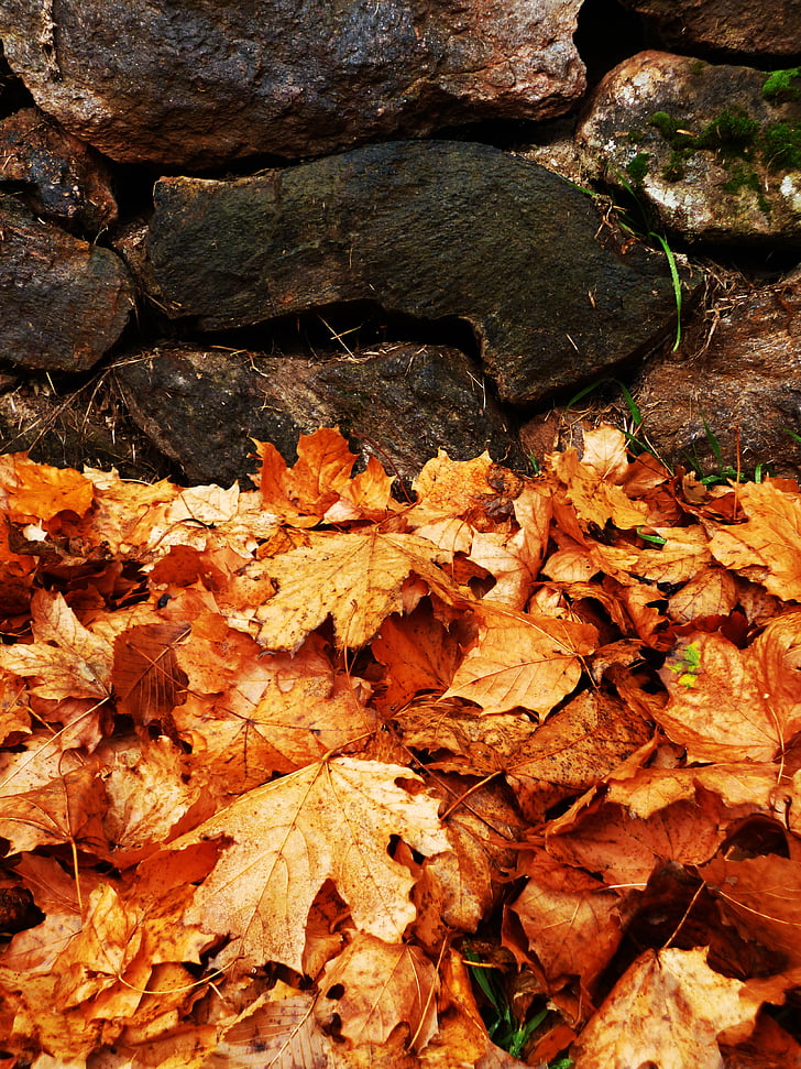 hösten, lövverk, färger, stenmur, höstfärger, naturen, höstlöv