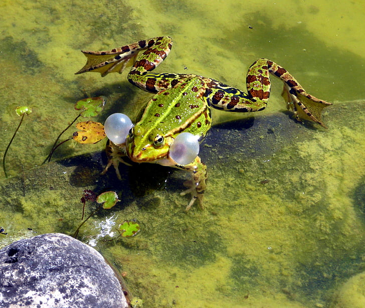 βάτραχος, εποχή του ζευγαρώματος, άνοιξη, croaking, Λίμνη, ένα ζώο, ζωικά θέματα