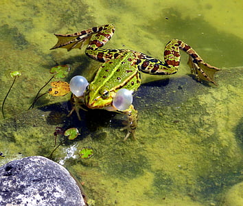 жаба, чифтосване сезон, Пролет, croaking, езерото, едно животно, животните теми