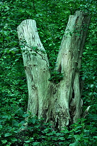 arbre, tronc, bois, feuille, fond de feuilles, en plein air, été